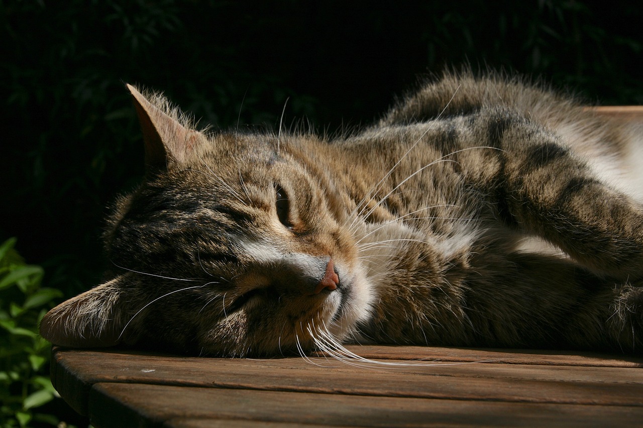 cat-gedc906ede_1280