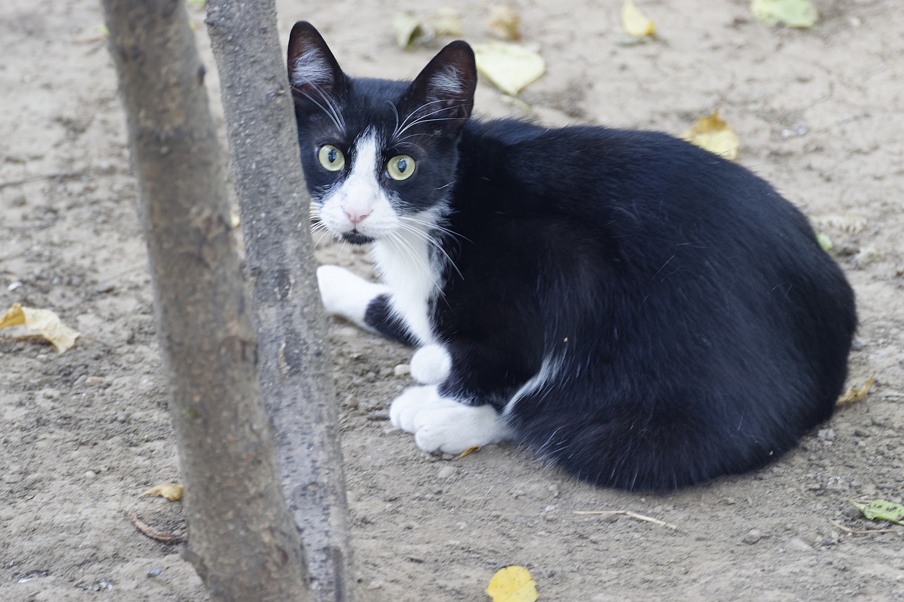 the-cat-g75c7dea4f_1280