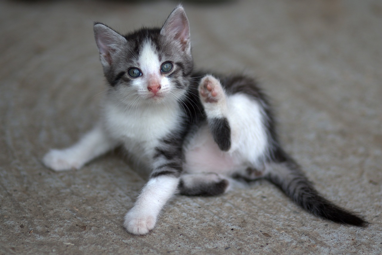 the-cat-g8b0b8a967_1280