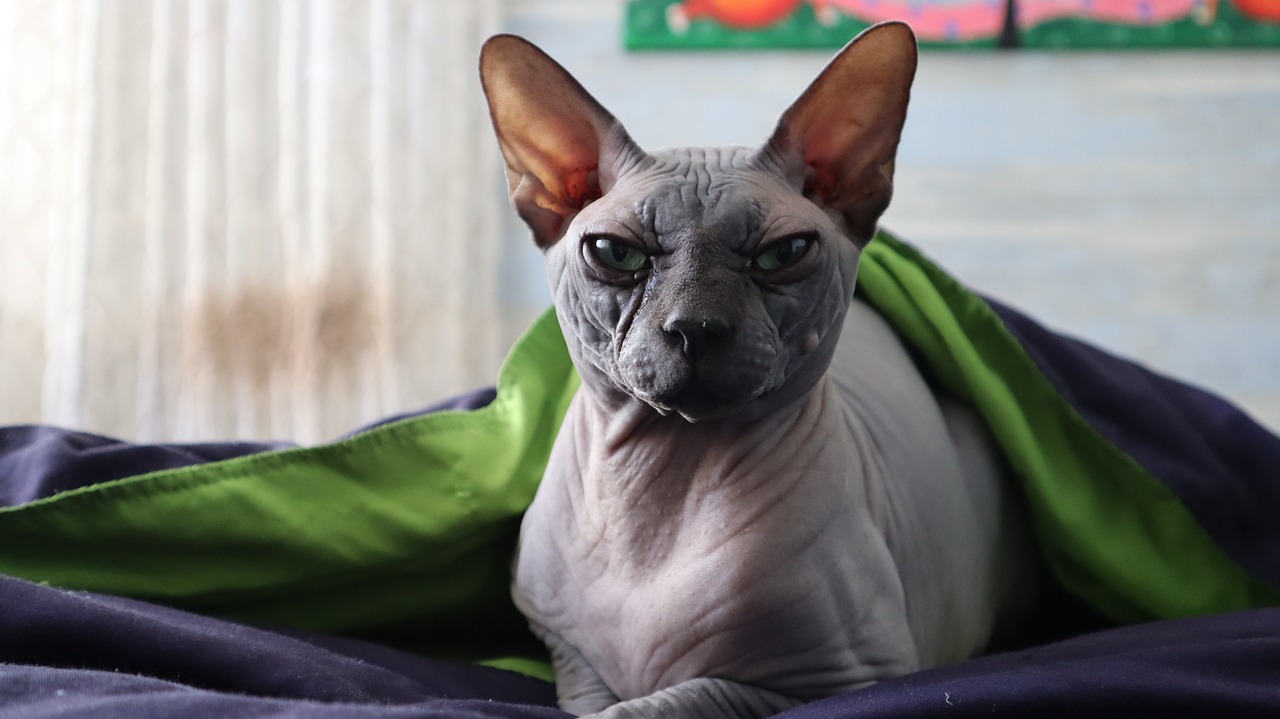 cat-g6174bbf02_1280
