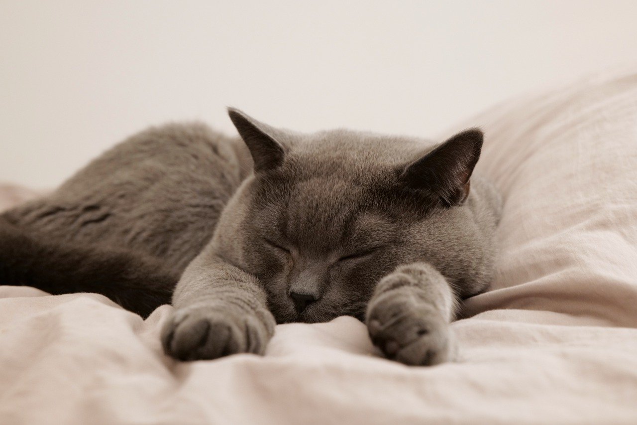 cat-gb4febf8ce_1280