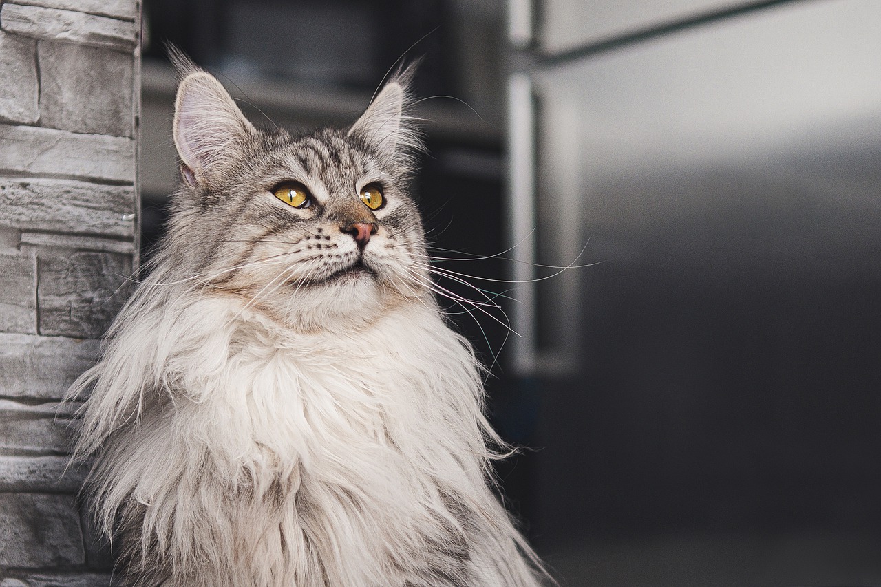 cat-gf3033bf56_1280