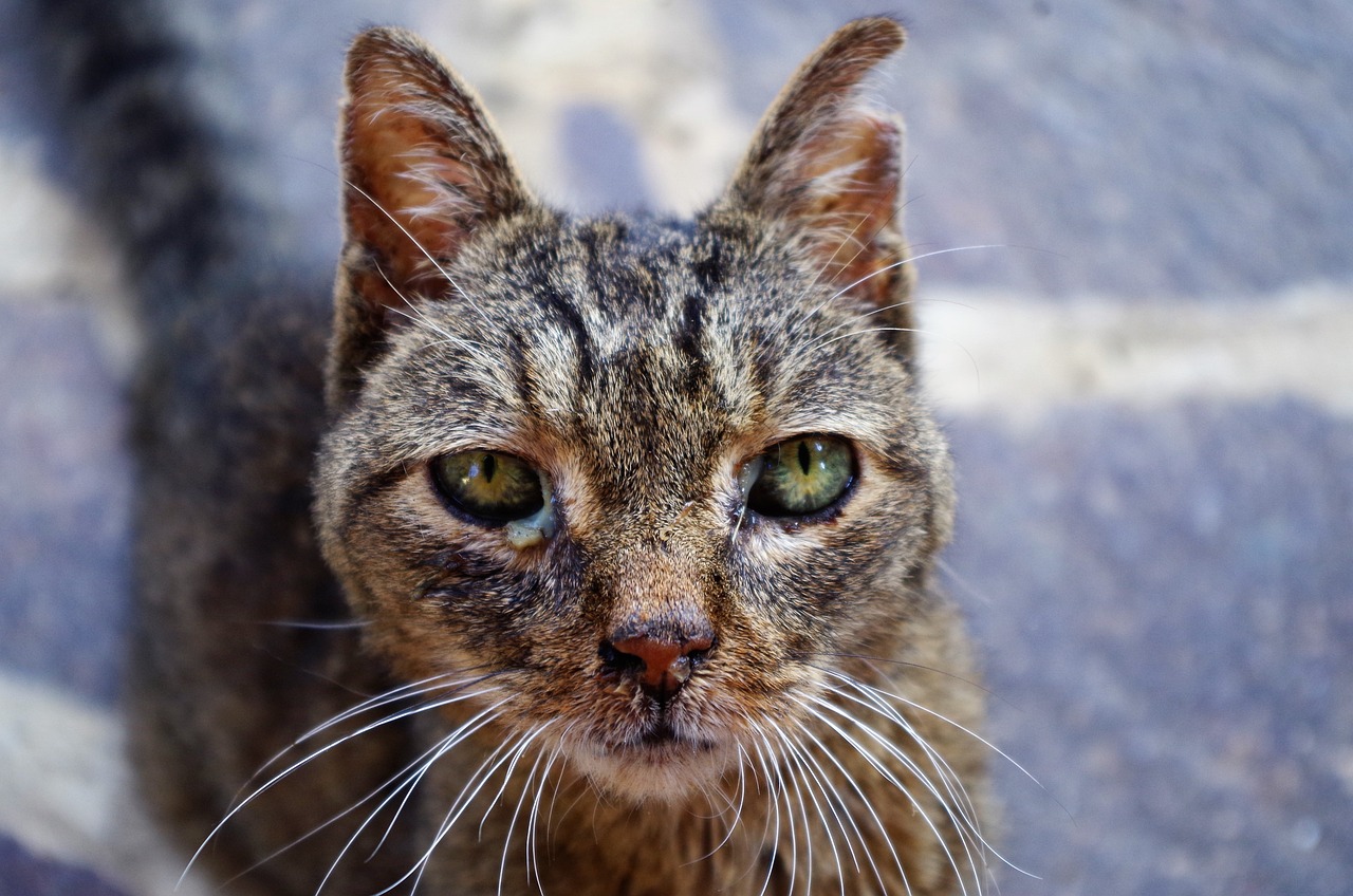 acné du chat