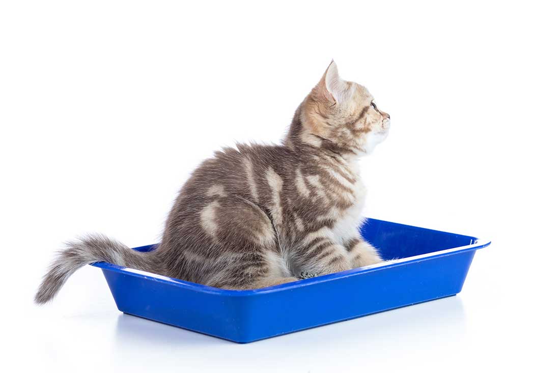 apprendre-a-son-chat-utiliser-litiere