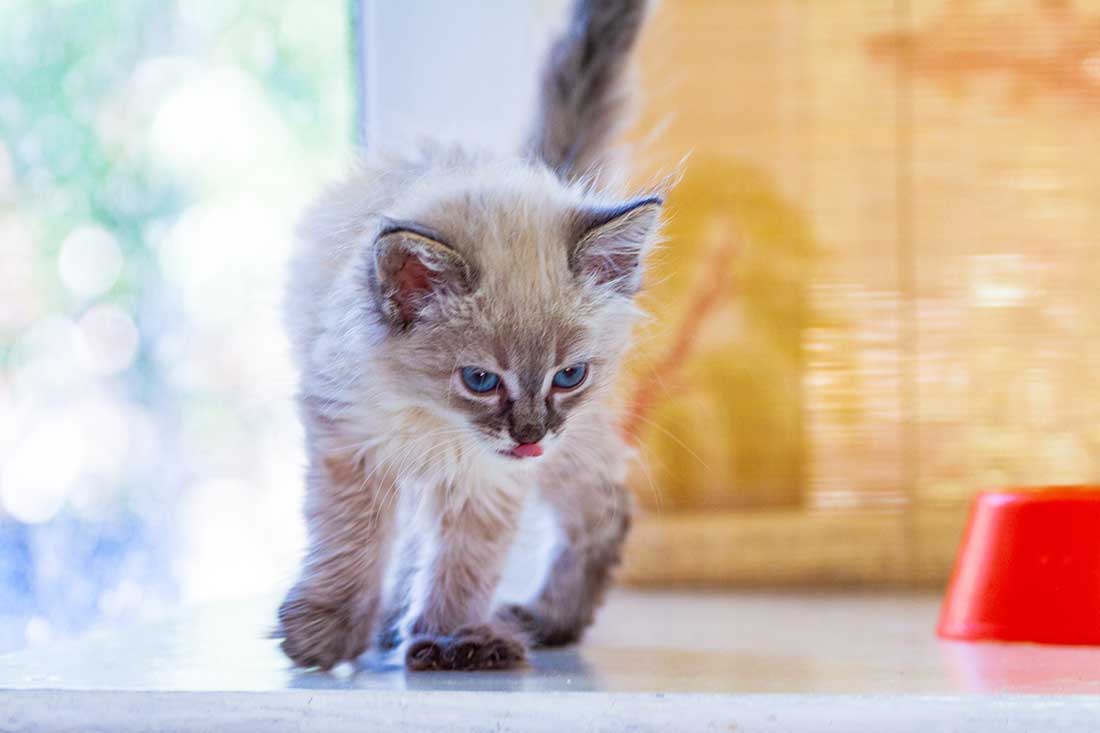 chats aiment-ils beaucoup les olives