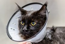 chats peuvent-ils attraper des maladies des humains