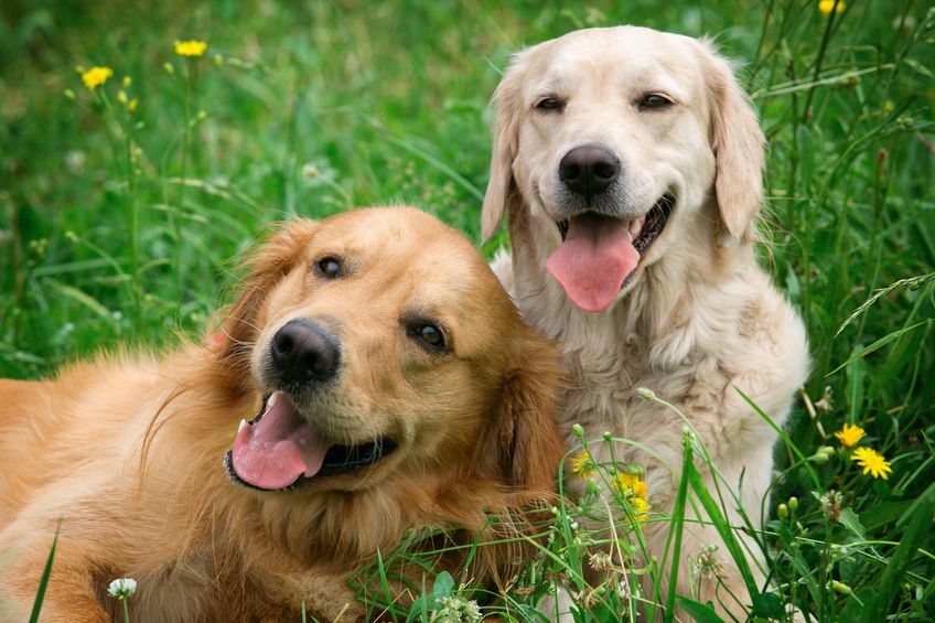 20481272 - portrait of two young dogs playing in the meadow