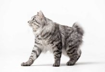 American Bobtail