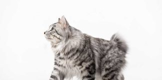 American Bobtail