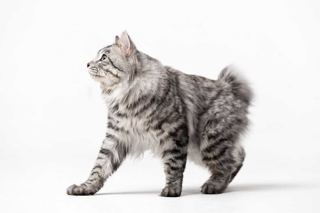 American Bobtail