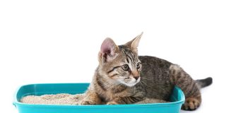 astuces pour éviter les mauvaises odeurs de la litière de votre chat