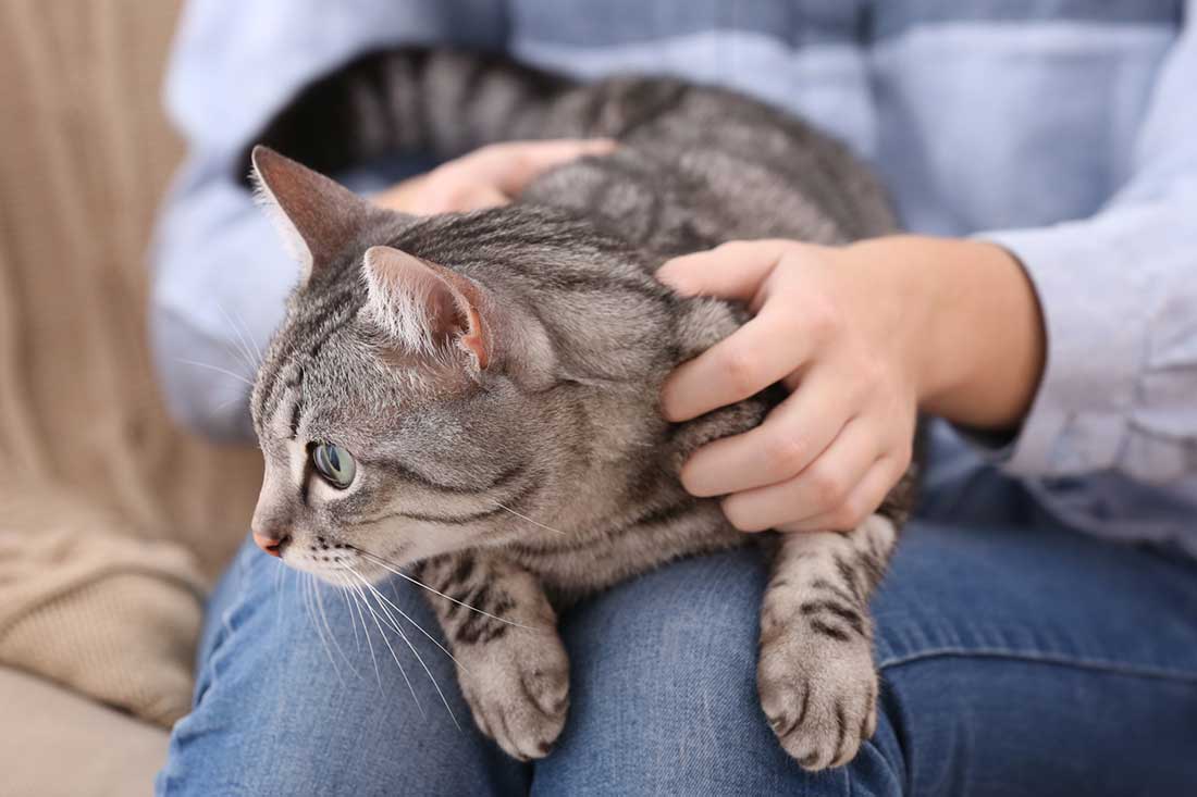 faire pour que votre chat accepte les caresses