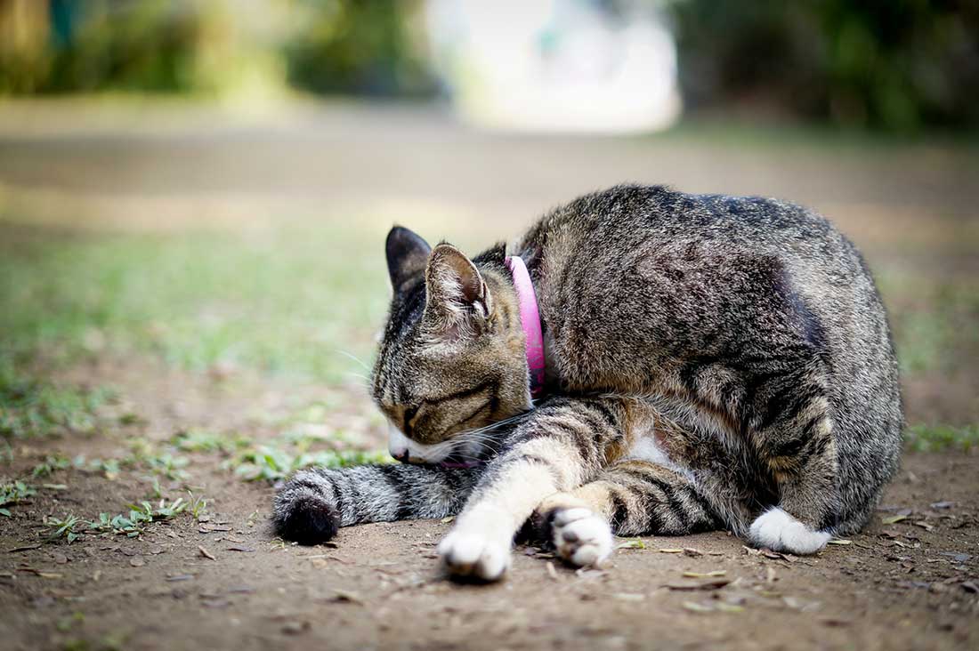 chat arrête d’arracher ses poils