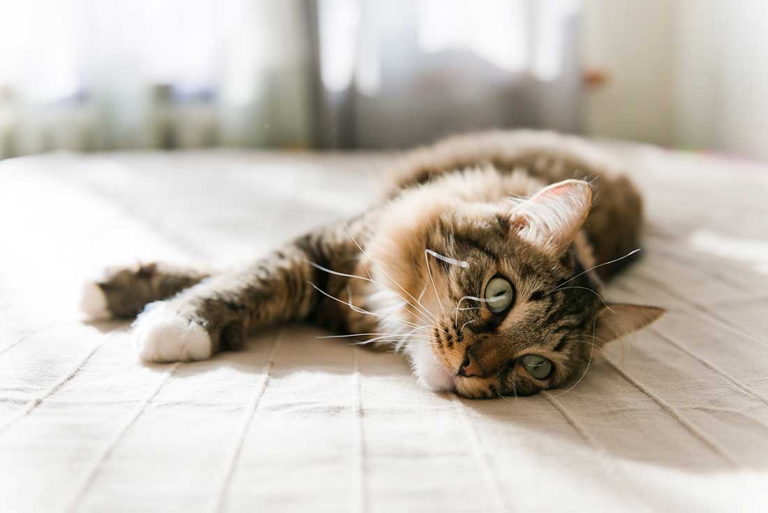 chat bat le record du monde du ronronnement le plus fort