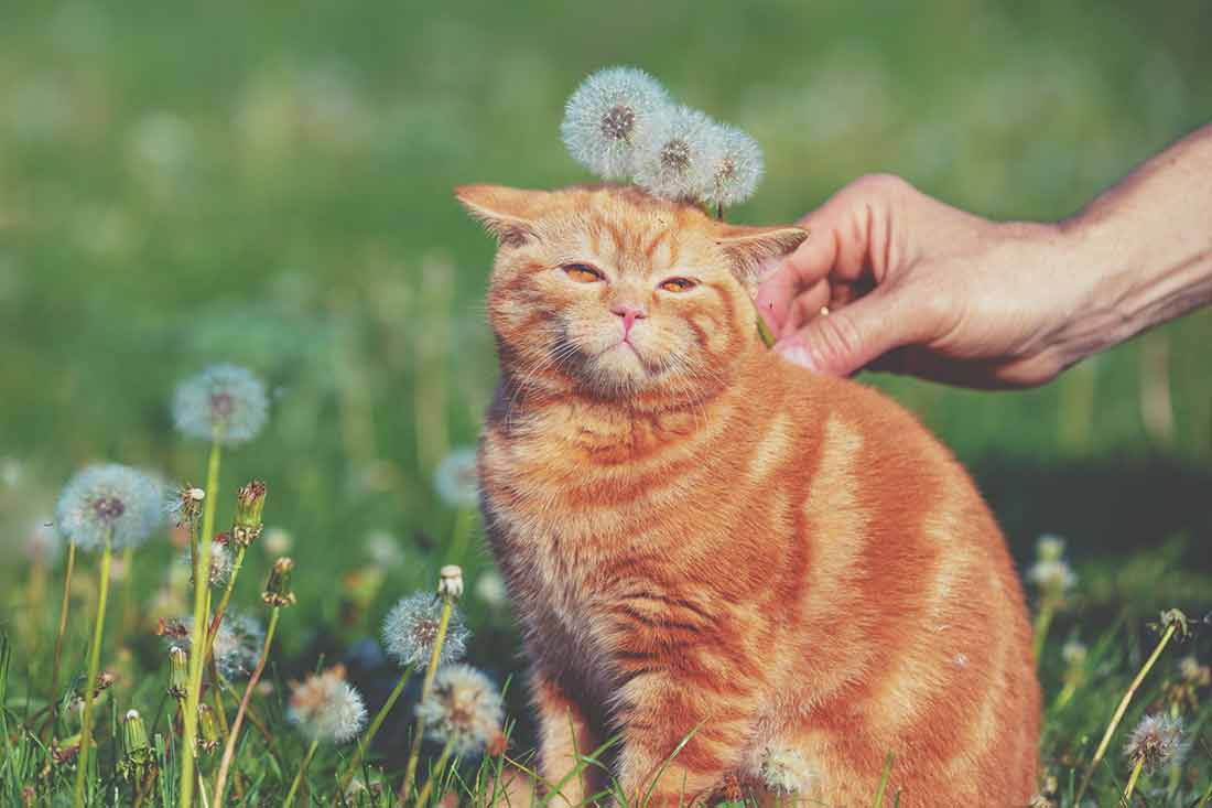 chat s’est fait piquer par une guêpe