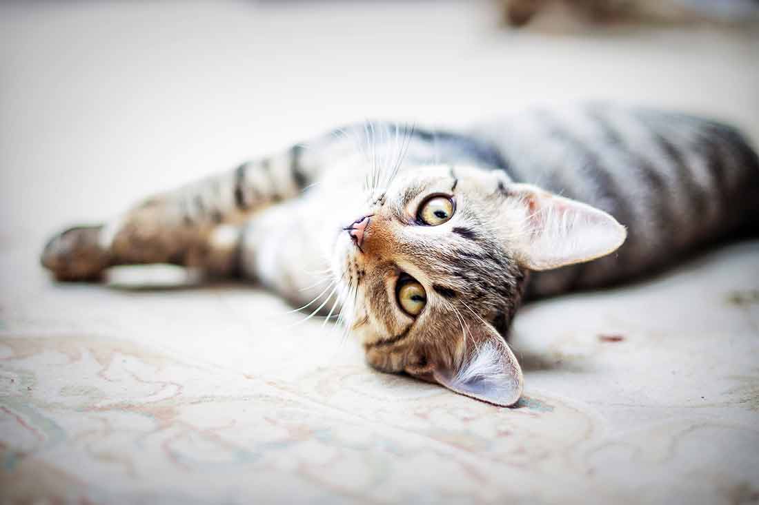 chat-touche-punaise-de-lit