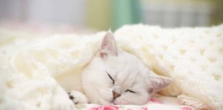 chats hibernent