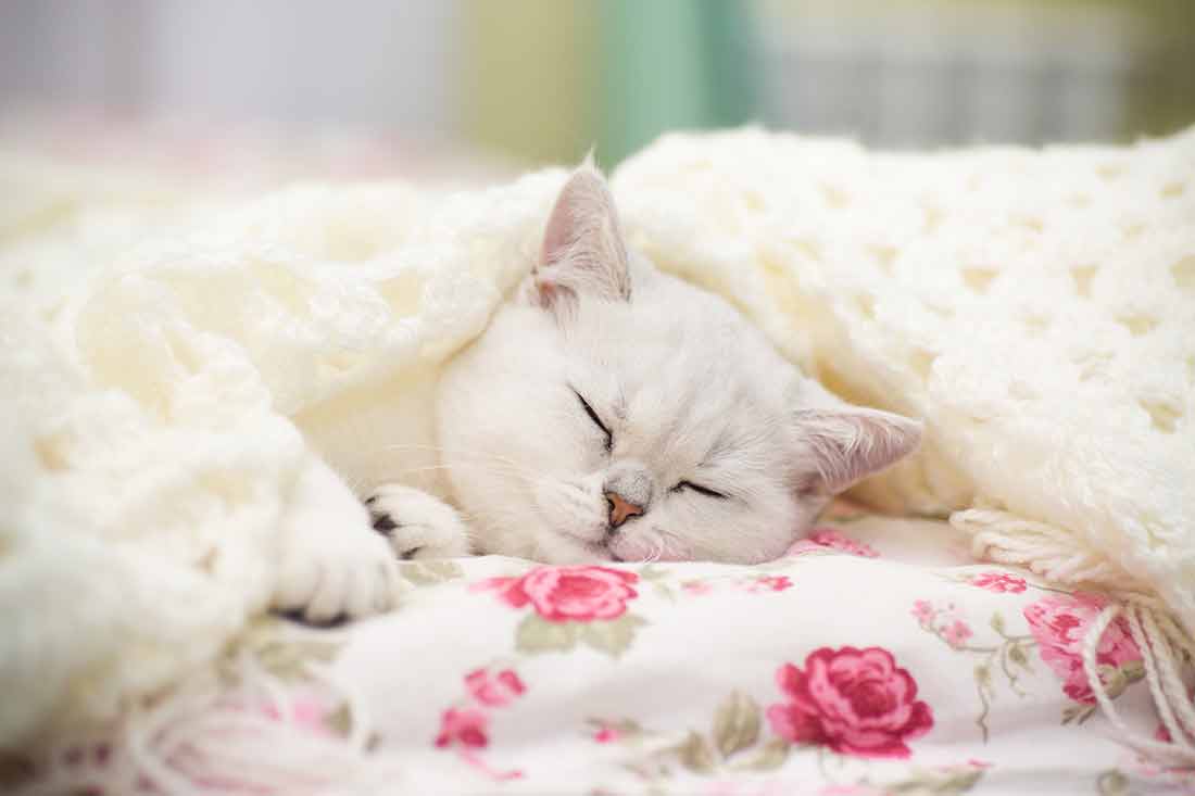 chats hibernent