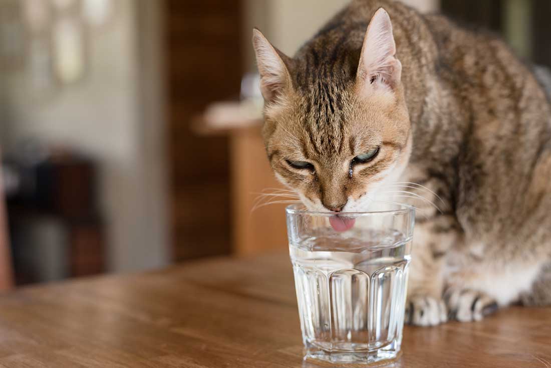 combien-temps-chat-rester-sans-boire
