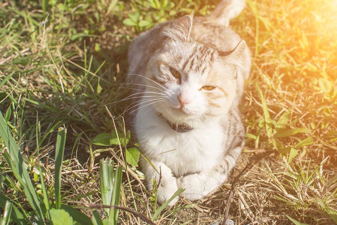 savoir si votre chat est vraiment heureux