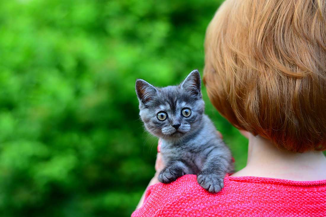 comment-se-rapprocher-de-son-chat