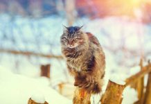 dangers de l’hiver pour votre chat