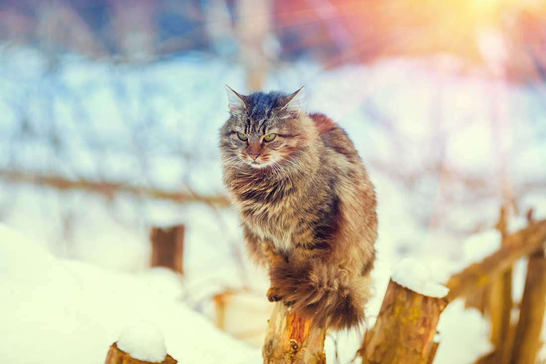 dangers de l’hiver pour votre chat