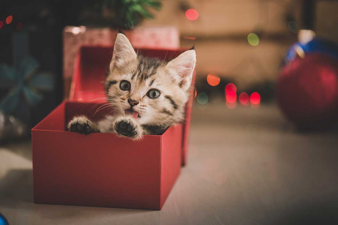 Cadeau de Noël pour chat : les meilleures idées pour le gâter !