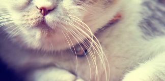 moustaches d'un chat