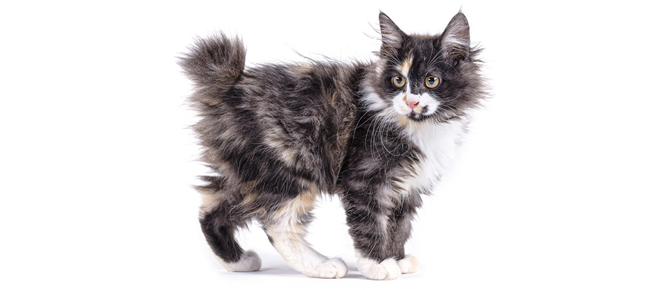  photo American Bobtail 