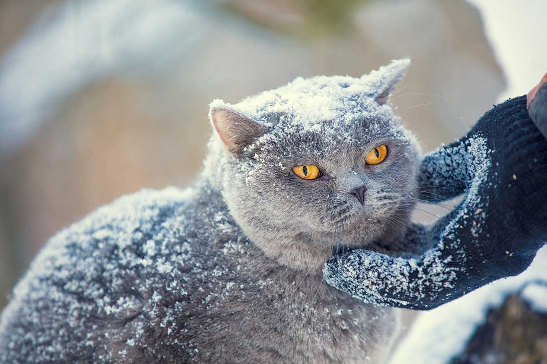 protéger votre chat du froid cet hiver