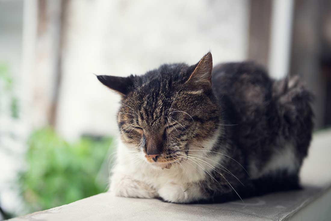 savoir-si-votre-chat-mal