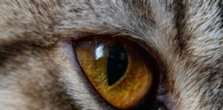 yeux qui coulent chat