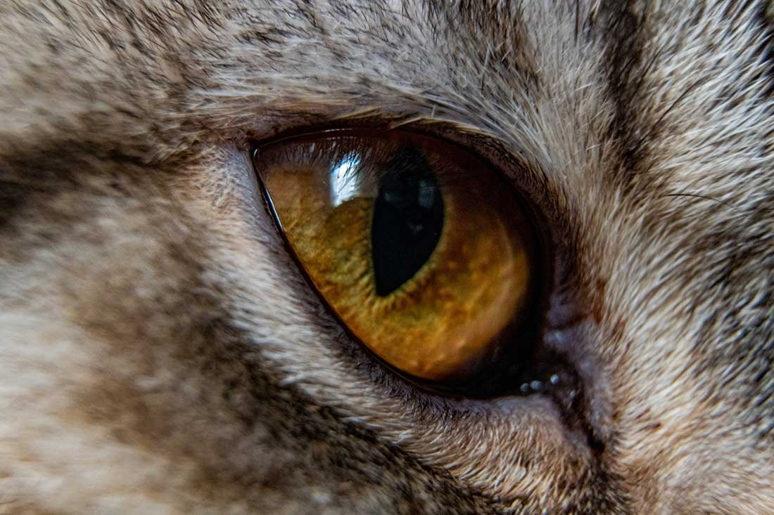 yeux qui coulent chat