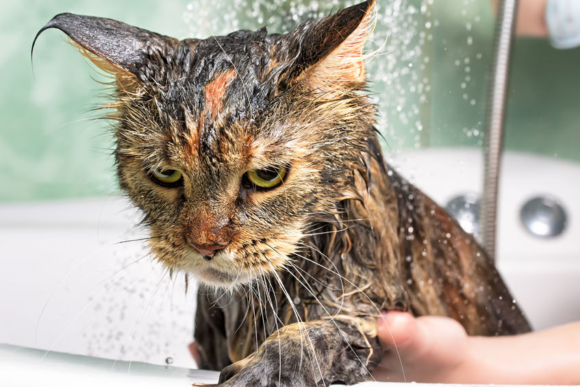 Cat bath