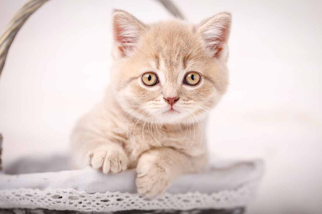 à quel âge un chaton peut-il quitter sa mère