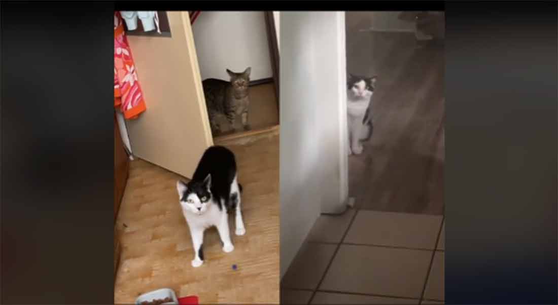 apprenez-parler-chat