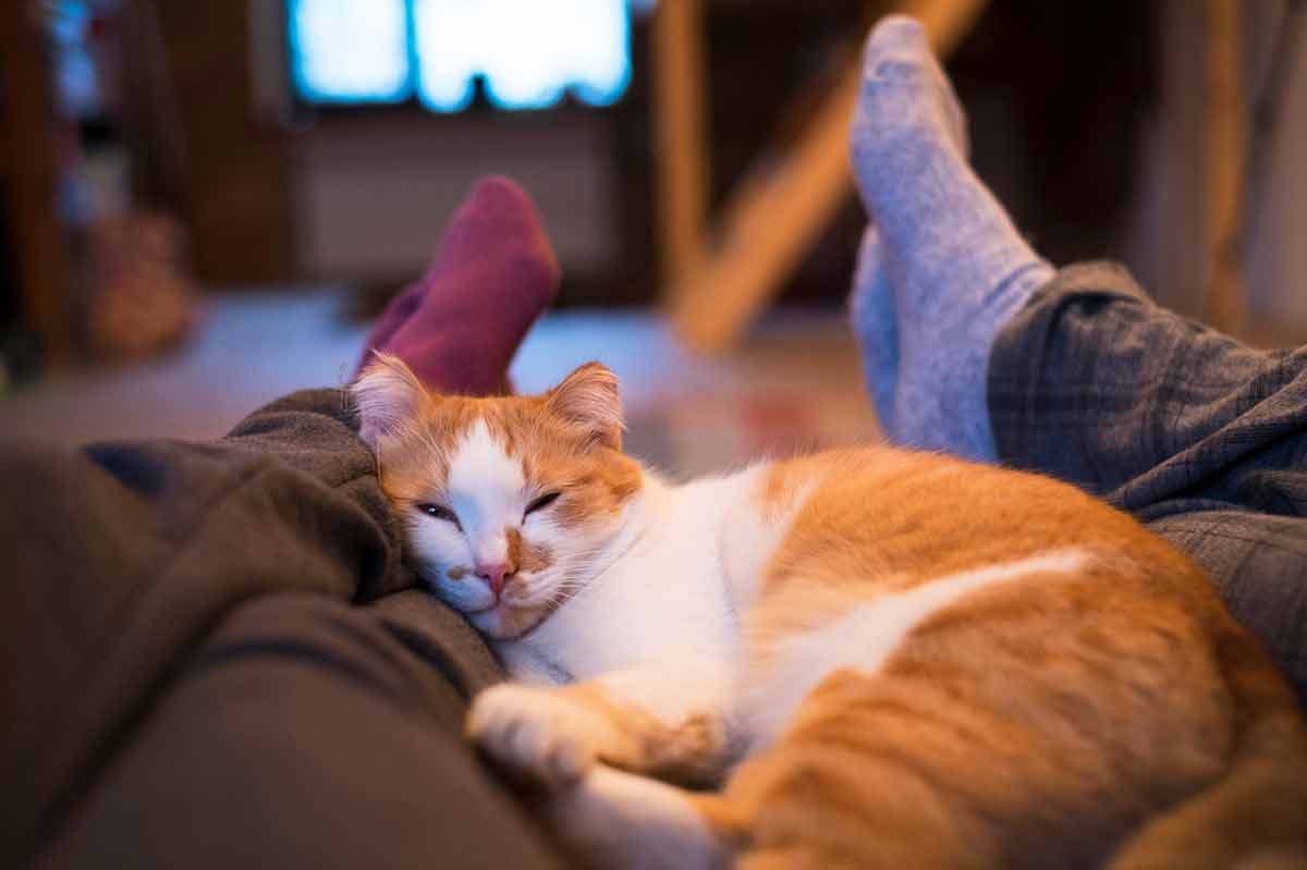 bienfaits-aoir-chat-maison