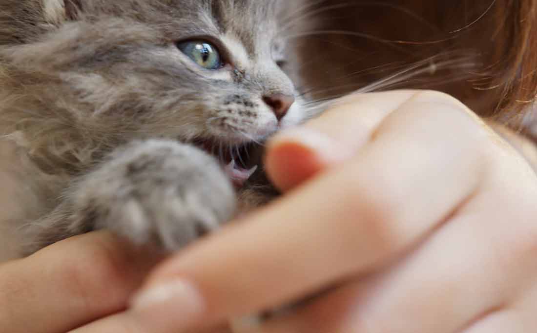 chat arrête de vous mordre