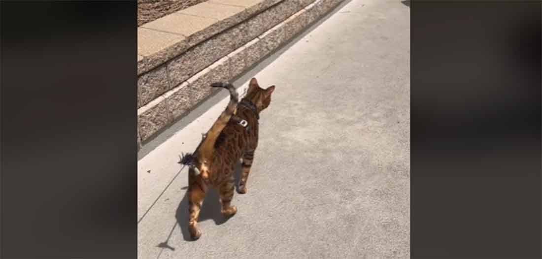 chat-bengal-ami-chiens