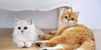 chat besoin autre chat à la maison