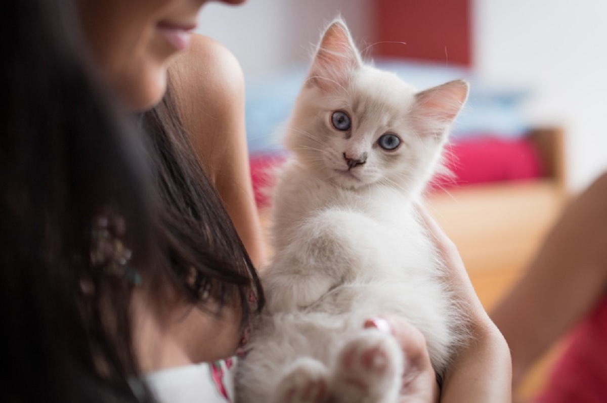 chat est loyal envers vous