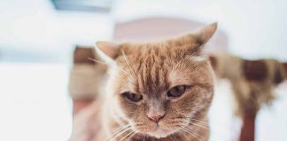 chat ne vous aime pas