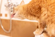 chat préfère boire l’eau du robinet plutôt que celle de sa gamelle