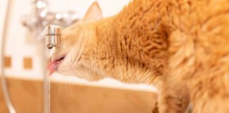 chat préfère boire l’eau du robinet plutôt que celle de sa gamelle