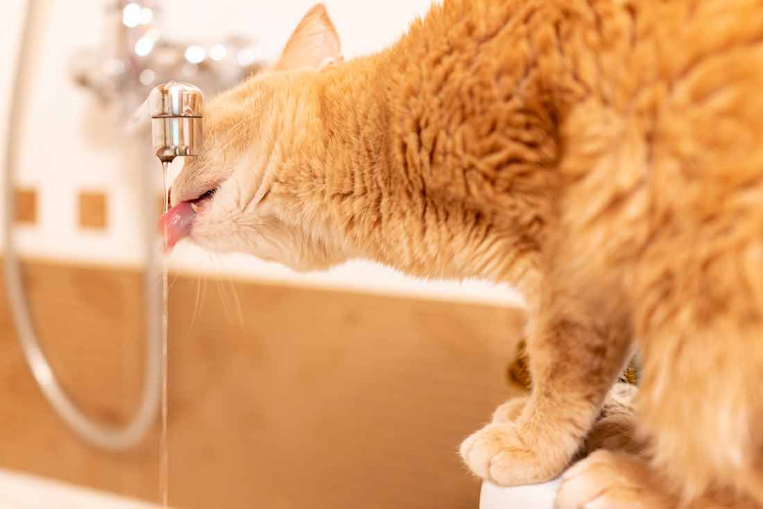 chat préfère boire l’eau du robinet plutôt que celle de sa gamelle