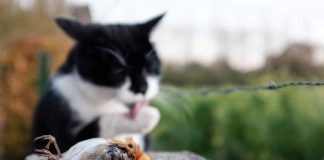chat rapporte des animaux morts