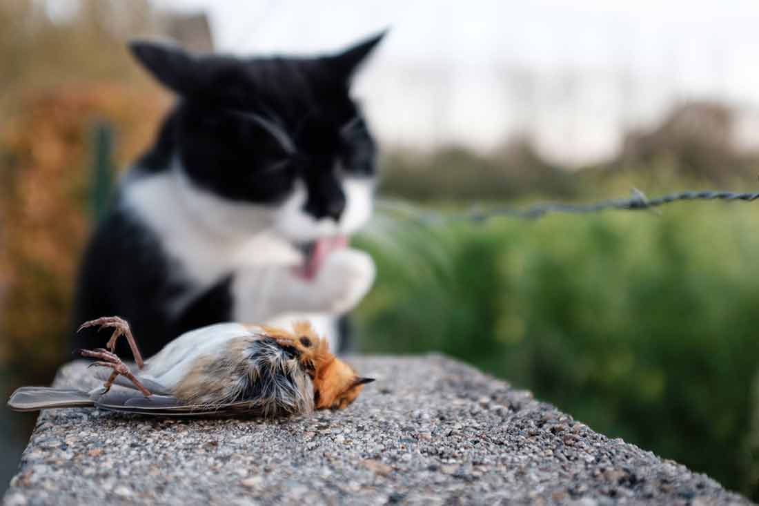 chat rapporte des animaux morts