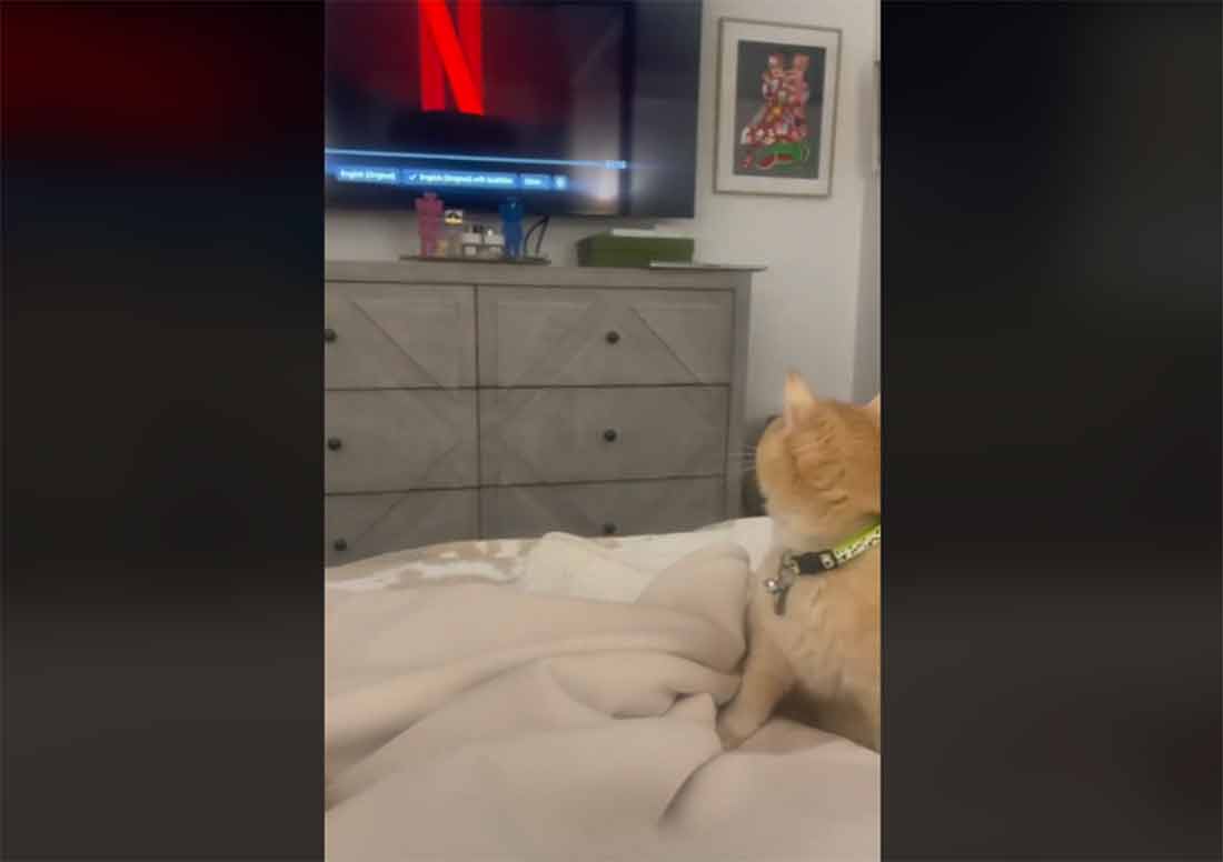 chat fan de séries réagit au jingle Netflix