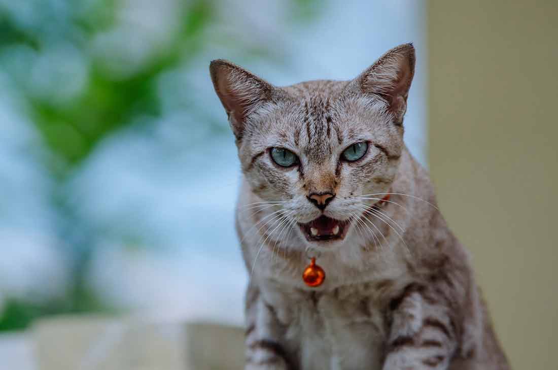 chat-refuse-laisser-caresser